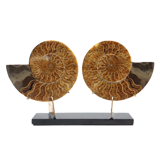 Paire d'ammonites | Madagascar