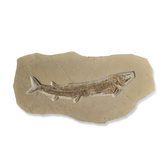 SOLD | Aspidorhynchus acutirostris | Fossiler Fisch aus Solnhofen