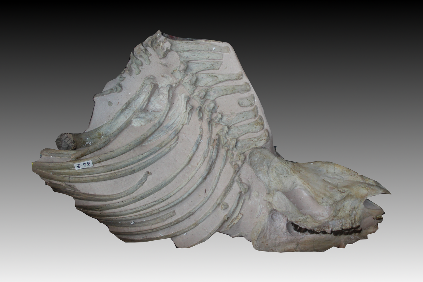 Fossiler Brustkorb und Schnauze | Subhyracodon sp. | USA