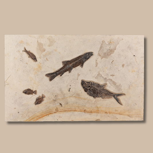 Plaque de mortalité des poissons de la rivière Verte | Wyoming, États-Unis