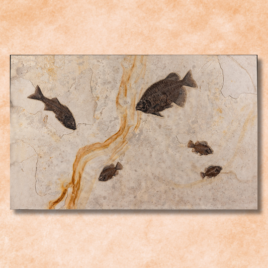 SOLD | Fossiles Fisch-Wandrelief mit ästhetischer orangener Linie | Wyoming, USA