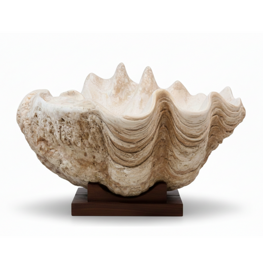 SOLD | Fossilisierte Schale von Tridacna gigas | Kenia, Afrika
