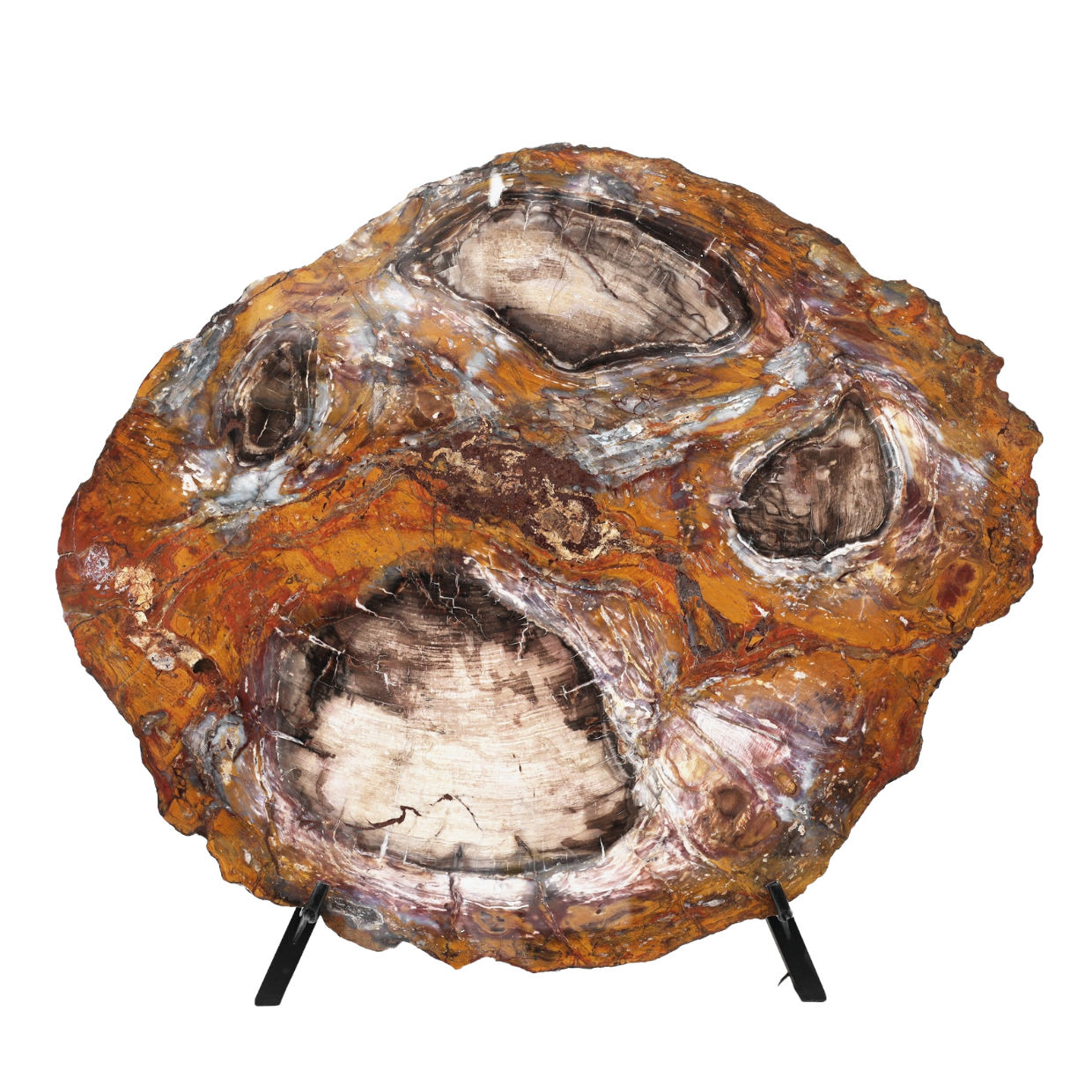 Slice of silicified softwood | Arizona, USA