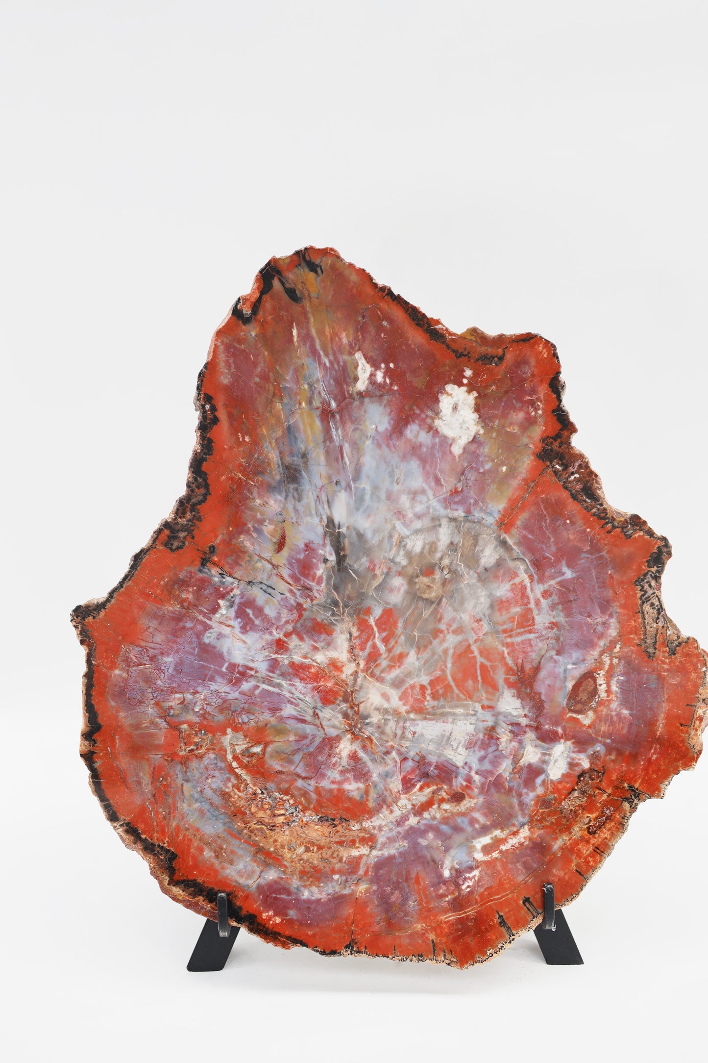 Versteinerte Holzplatte | Arizona, USA