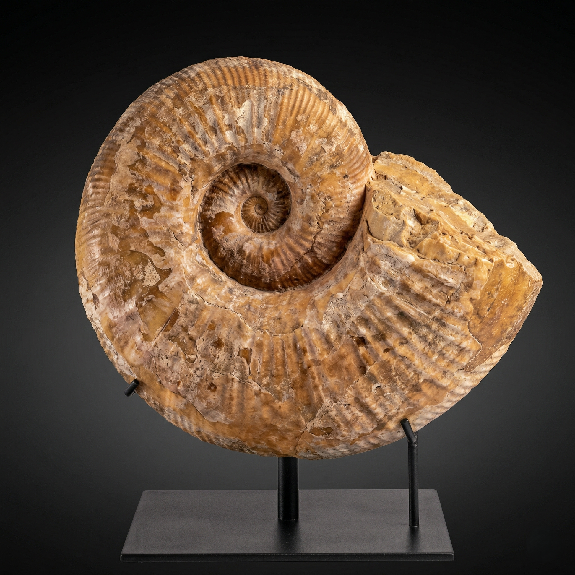 A large Lytoceras Ammonite for sale, on a custom black metal stand.