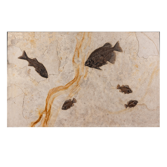 SOLD | Fossiles Fisch-Wandrelief mit ästhetischer orangener Linie | Wyoming, USA