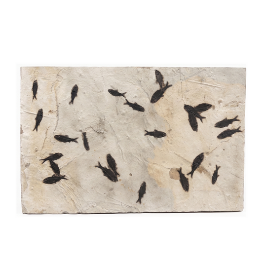 Fossiler Fisch-Mortalitäts-Relief | Wyoming, USA