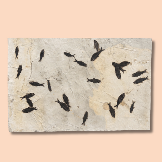 Fossiler Fisch-Mortalitäts-Relief | Wyoming, USA