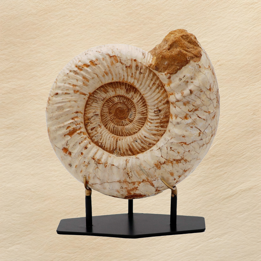 Grande ammonite montée | Madagascar