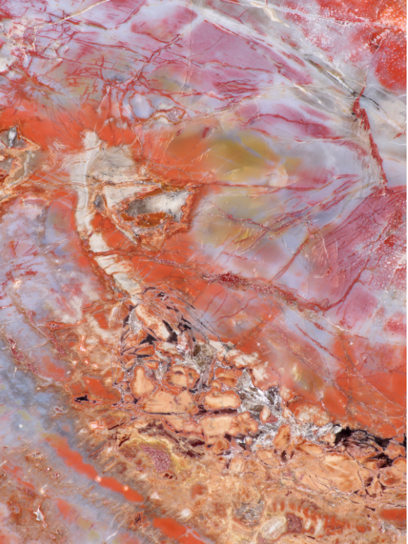 SOLD | Versteinerte Holzplatte | Arizona, USA