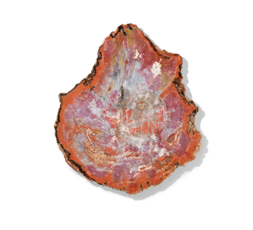SOLD | Versteinerte Holzplatte | Arizona, USA