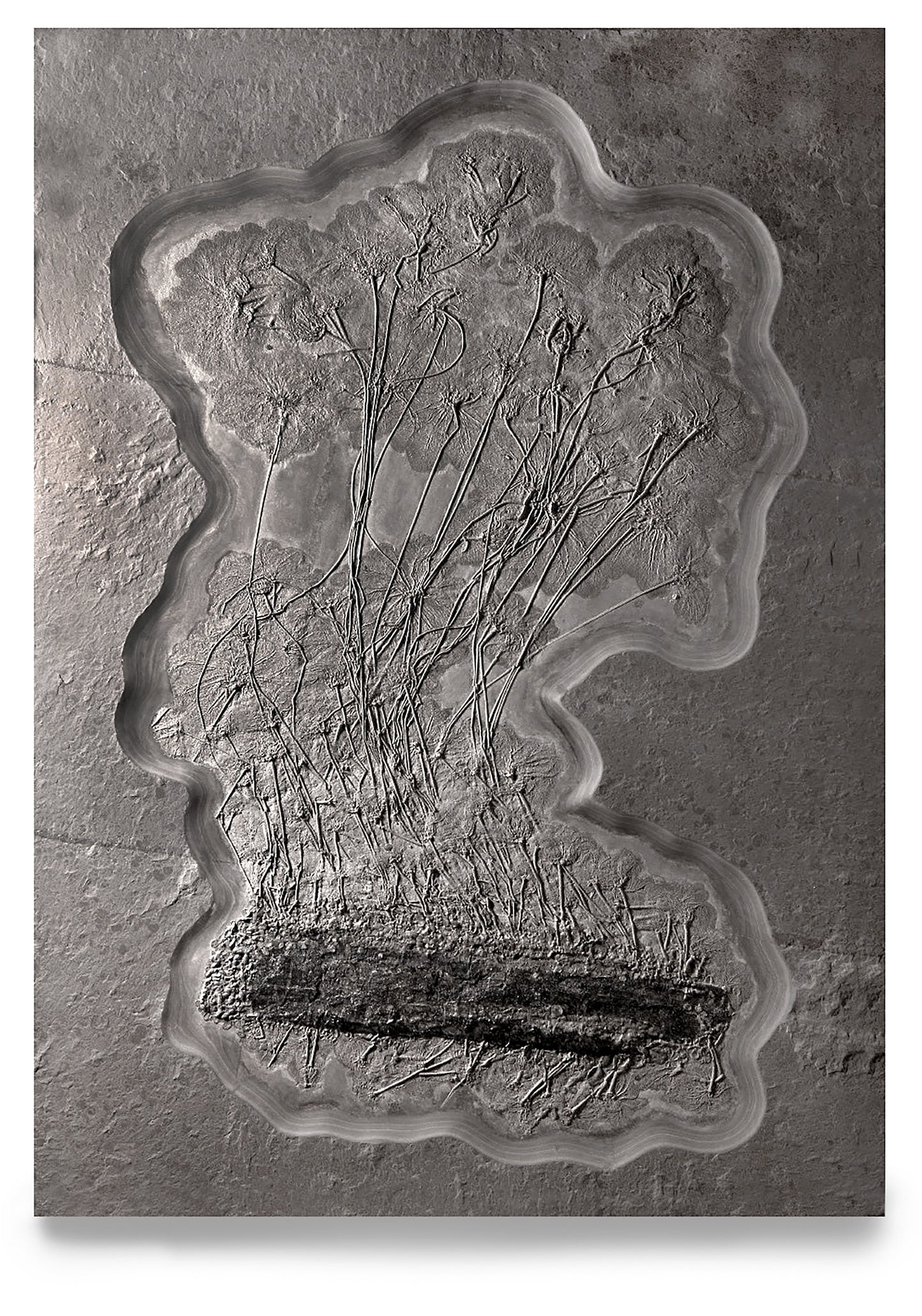 Riesenseelilie Seirocrinus subangularis | Holzmaden, Deutschland