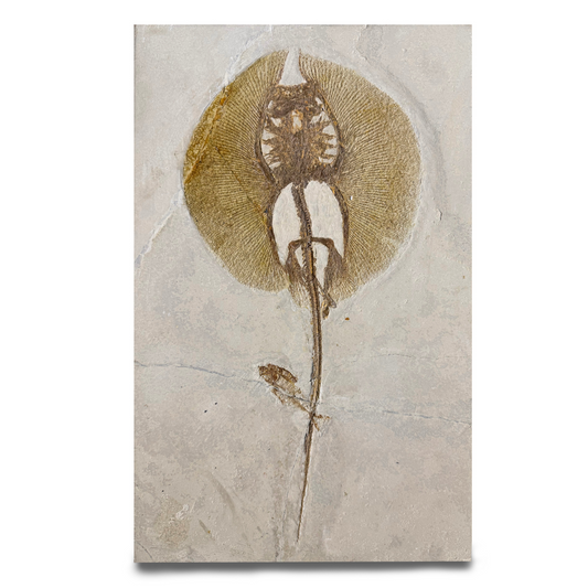 SOLD | Rochen mit Fisch | Wyoming, USA