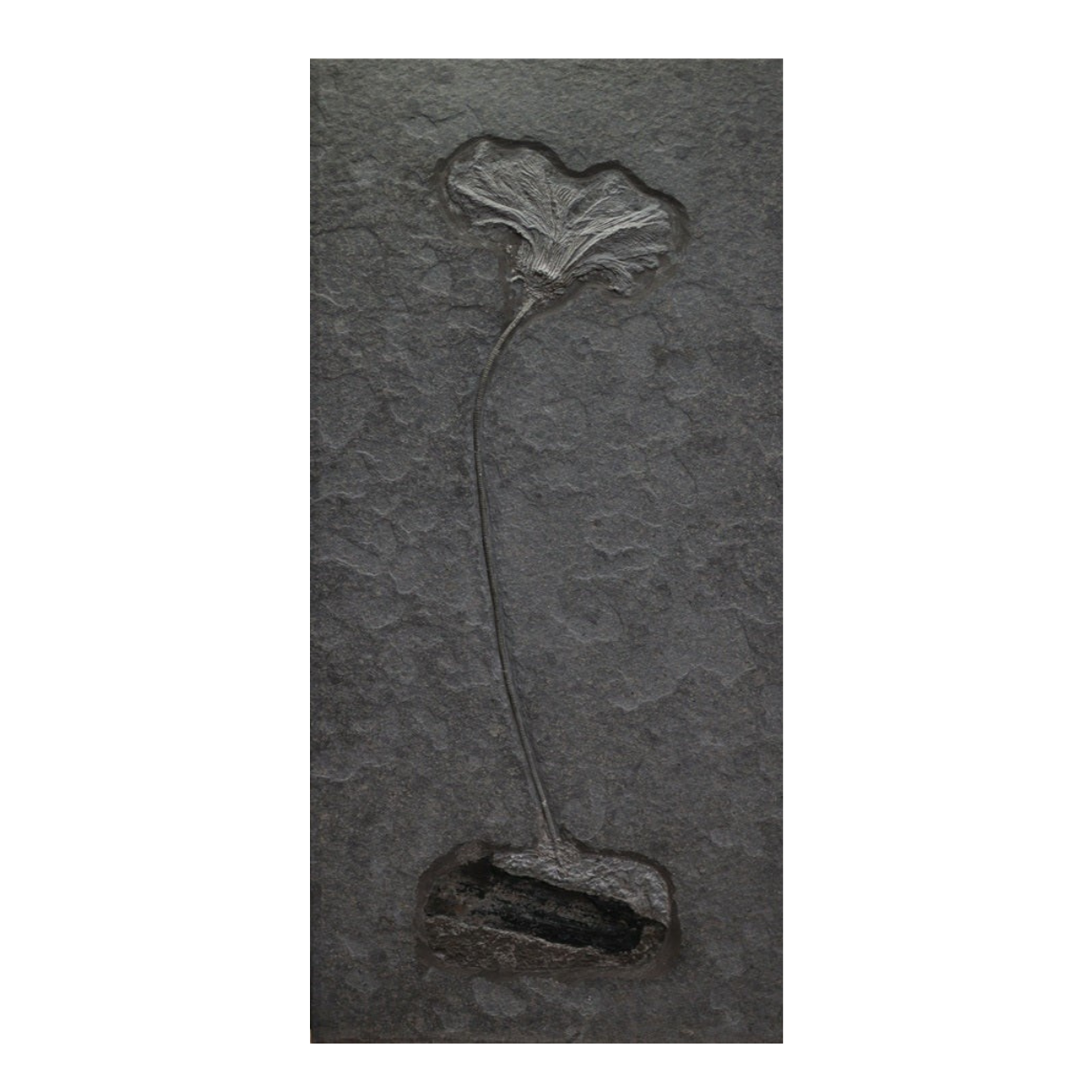 SOLD | Einzelner Crinoid Seirocrinus subangularis | Holzmaden, Deutschland