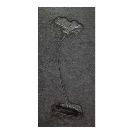 SOLD | Einzelner Crinoid Seirocrinus subangularis | Holzmaden, Deutschland