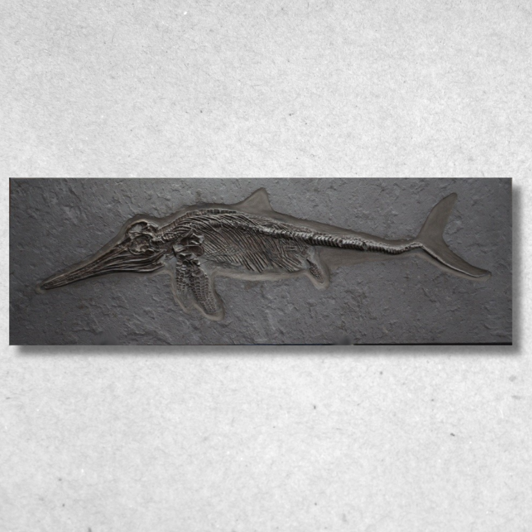 Junges Ichthyosaurier-Fossil | Holzmaden, Deutschland