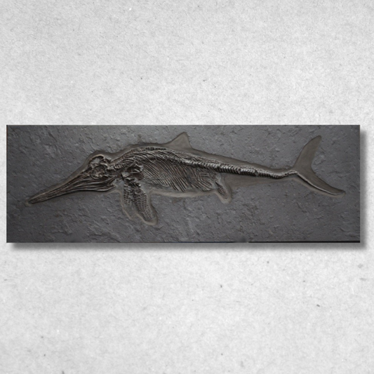 Junges Ichthyosaurier-Fossil | Holzmaden, Deutschland